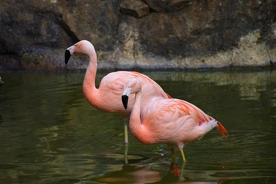 flamingos, fåglar, djur, vadare, vatten fågel, vattenlevande fågel, vilda djur och växter, fjäderdräkt, natur, flamingo, flod