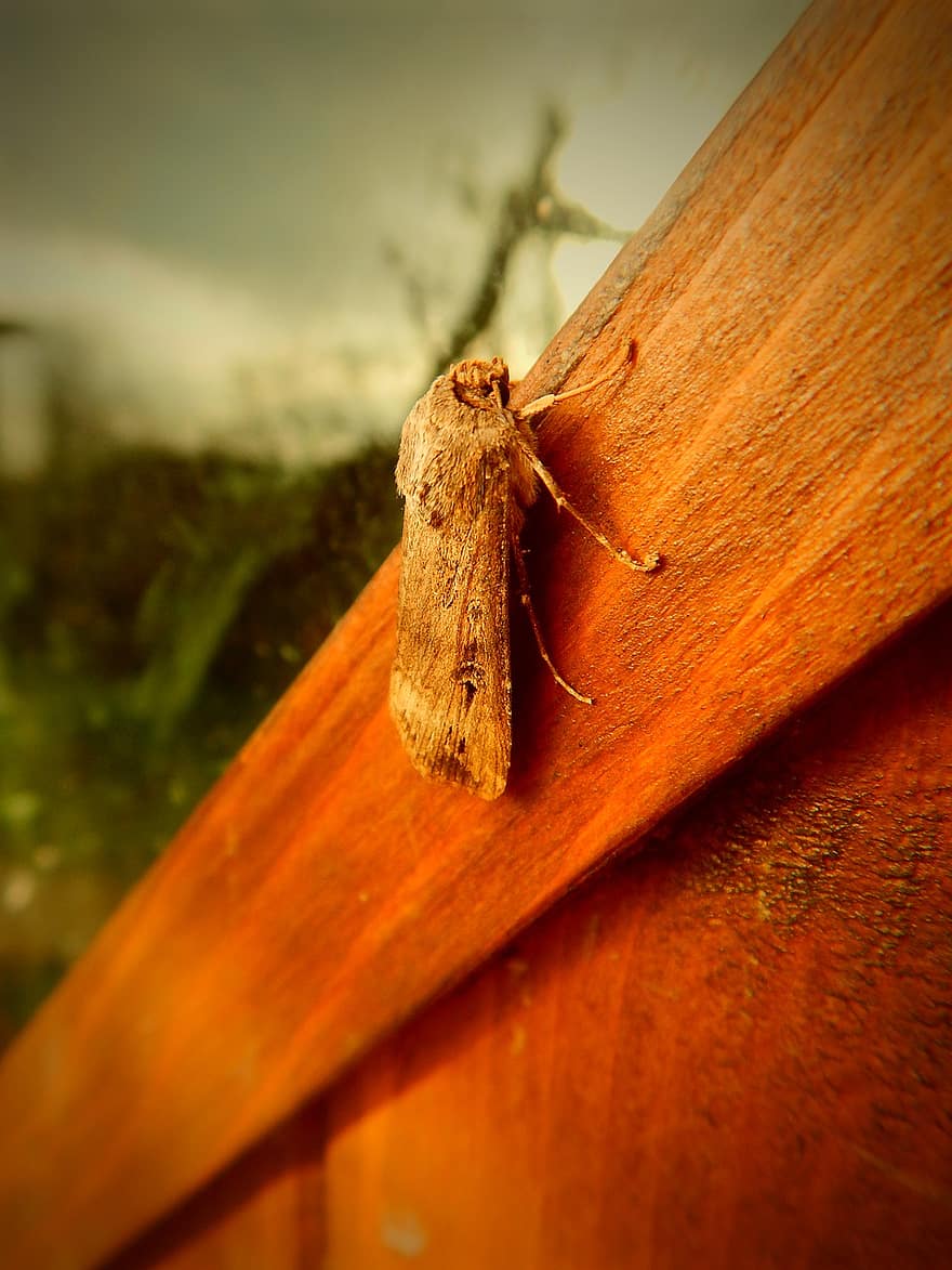 natuur, leven, tijd, vlinder, insect, mot, deur-, aan het wachten, klein, hout, structuur
