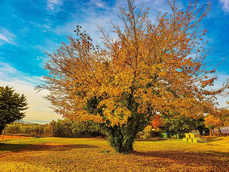 árbol, parque, otoño, naturaleza, temporada, al aire libre, escena rural, amarillo, hoja, bosque, paisaje