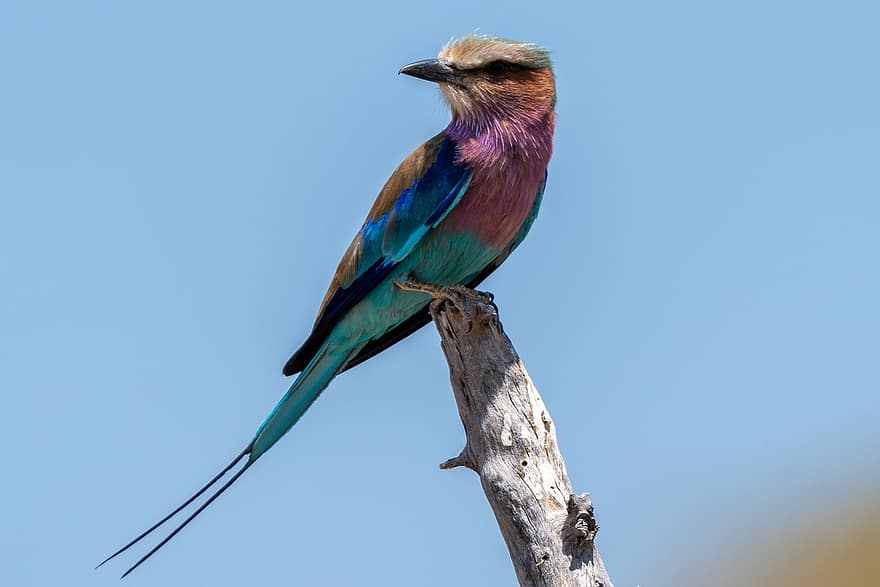 Lilac-breasted Roller, Bird, Wood, Perched, African Bird, Animal, Wildlife, Wilderness, Nature, Animal World, Botswana