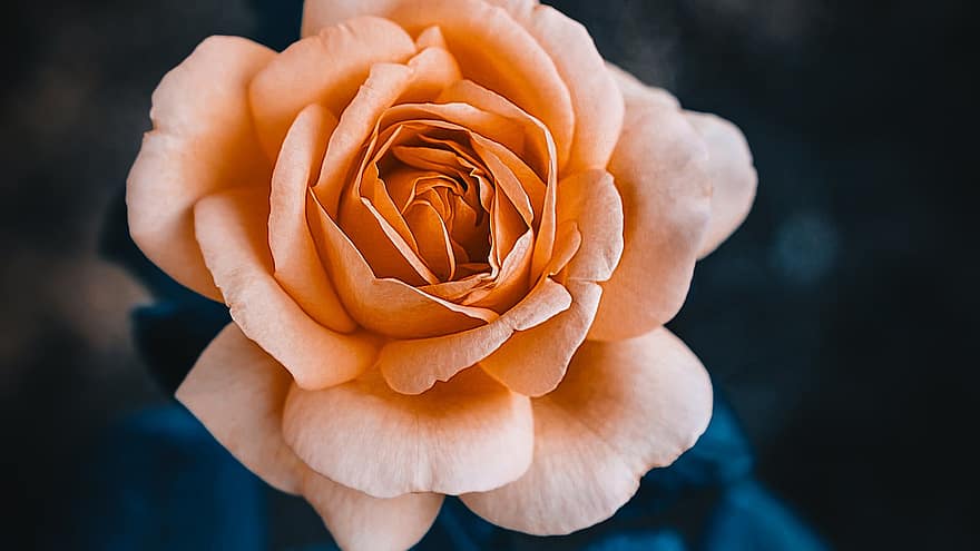 троянда, квітка, цвітіння, пелюстки, пелюстки троянд, помаранчева квітка, апельсинова троянда, апельсинові пелюстки, впритул, флора, боке