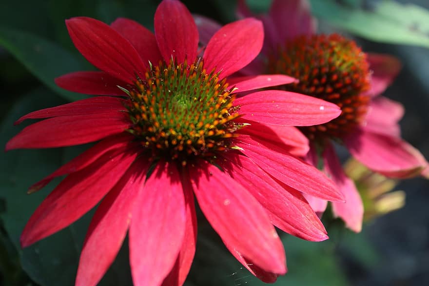 coneflower, το κόκκινο, φυτό, φύση