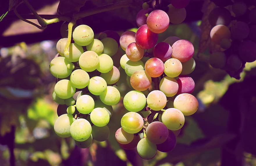 les raisins, fruit, vigne, aliments, biologique, Naturel, vignoble, viticulture, agriculture, la nature