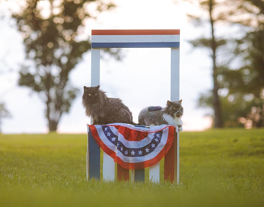 Persian Cats, Cat, Feline, July 4th, Independence Day, Holiday, Pets, Summer, Sunset, Patriotic, Cute
