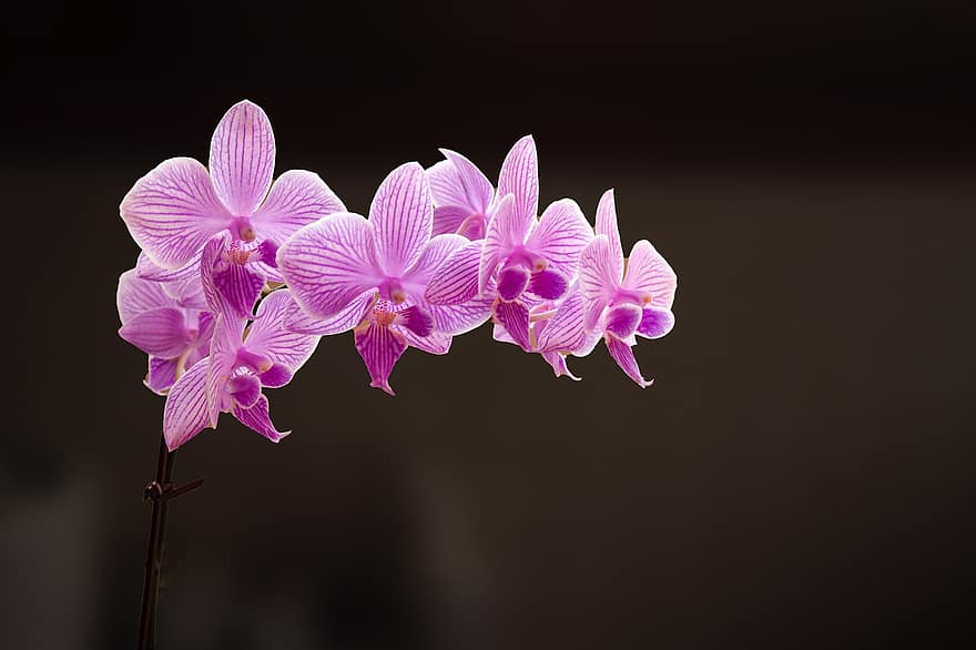 kandžių orchidėjos, orchidėjos, gėlės, phalaenopsis, žiedlapių, žydi, pobūdį, tamsus