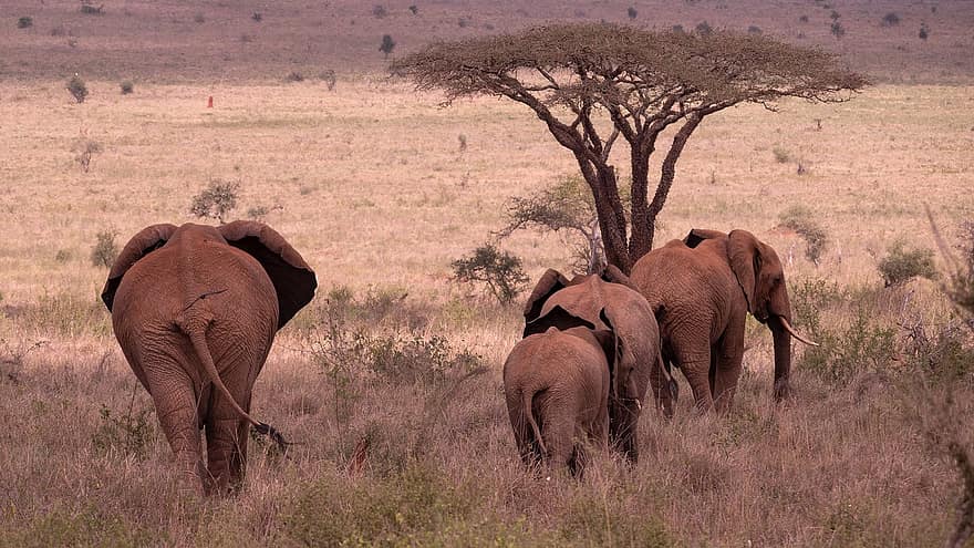 norsuja, lauma, safari, eläimet, nisäkkäät, villieläimiä, villieläimet, norsun perhe, elefanttien lauma, eläimistö, erämaa