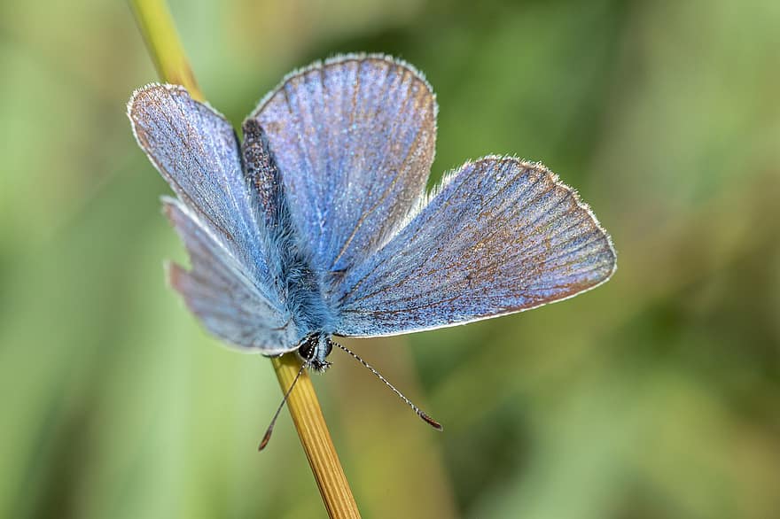 azul comum, polyommatus icarus, Prado, canteiro de flores, lepidópteros, cor vibrante, beleza na natureza, borboleta - inseto, fragilidade, biologia, cor laranja