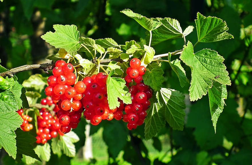 френско грозде, червени плодове, зрял, храна, градина, витамини, здрав, лято, природа