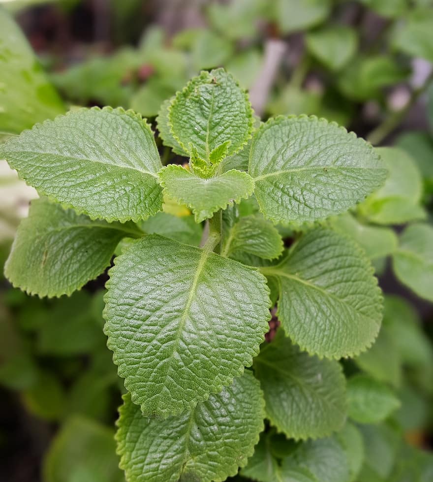 Mexican Mint, Leaves, Plant, Herb, Nature, leaf, green color, close-up, freshness, growth, summer