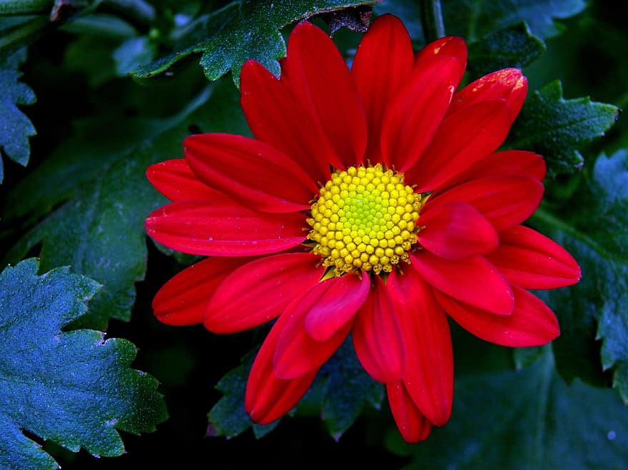 хризантема, цвете, червено цвете, листенца, червени венчелистчета, разцвет, цвят, флора, растение, природа