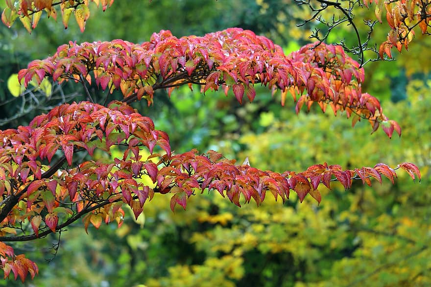 raksturs, rudenī, koks, kritums, lapas, sezonā, dzeltens, daudzkrāsains, mežs, oktobris, dinamiskas krāsas