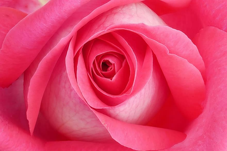 blomma, reste sig, rosa ros, steg blom, rosenblomma, kronblad, Rosblad, flora, natur