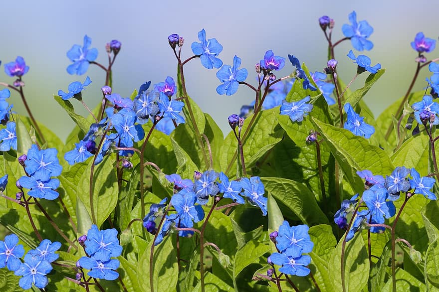 私のことを忘れないで、青い花、庭園、自然、春、植物