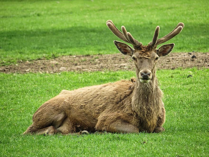 Deer, Animal, Field, Mammal, Ruminant, Wildlife, Antlers, Meadow, Grass, Fauna, Nature