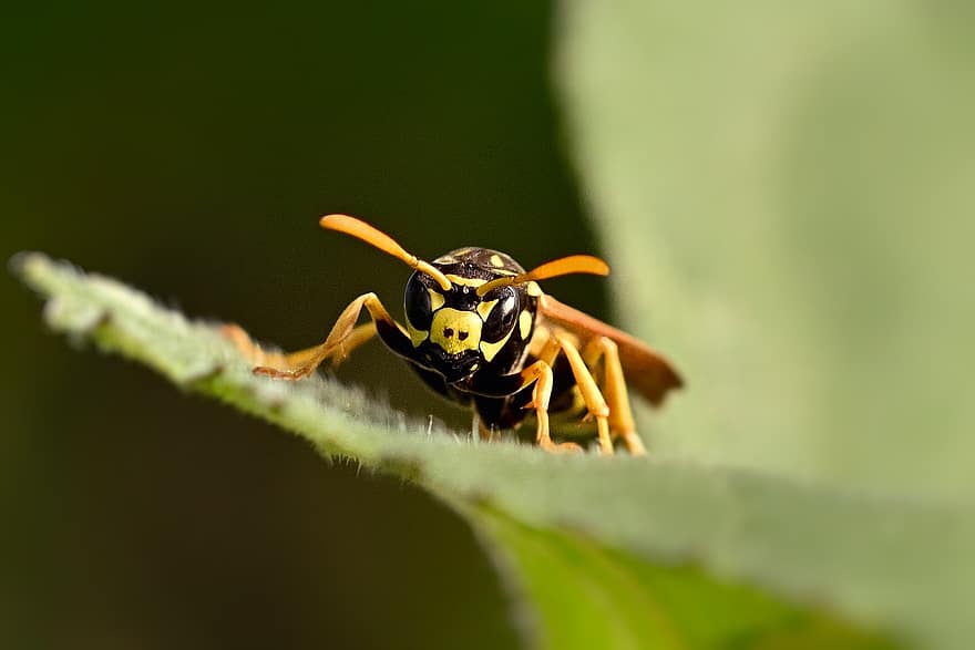 Wasp, Insect, Nature, Leaf, Garden