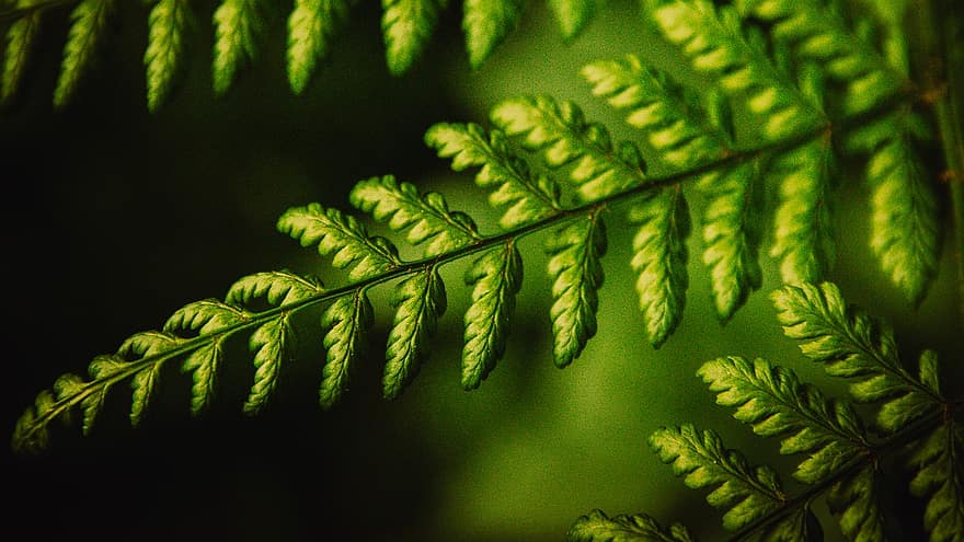 Fern Leaf, Close Up, Detail, Leaf, Worm Fern, Lancet, plant, fern, green color, close-up, macro