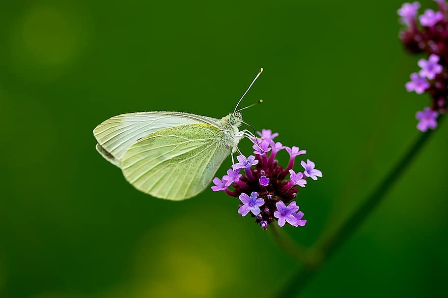 papillon, lépidoptères, entomologie, insecte, petites fleurs, animal, ailes de papillon, pollinisation, fermer, macro photographie, bokeh