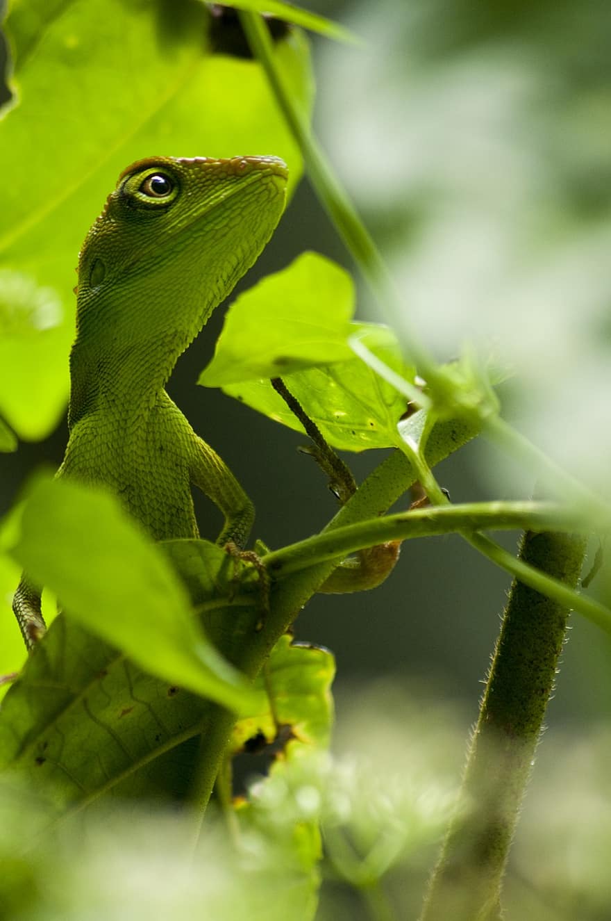 lagarto, réptil, camuflar, natureza, selva, floresta, Bornéu, fechar-se, cor verde, animais em estado selvagem, folha