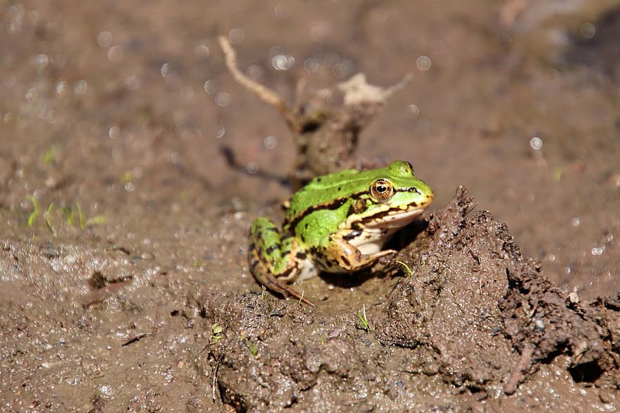 Frog, Green, Animal, Close Up