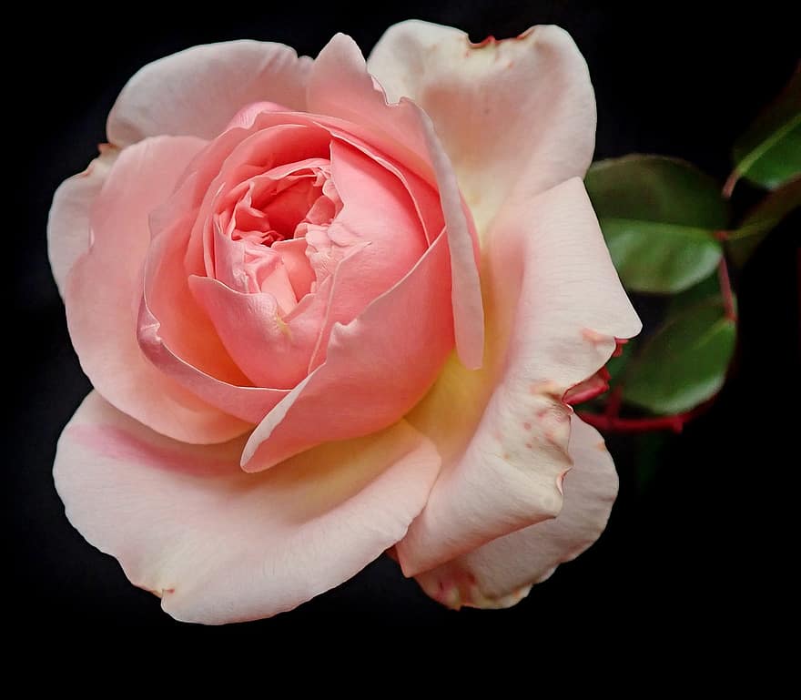bloem, roze, roos, geurig, romantisch, tuin-