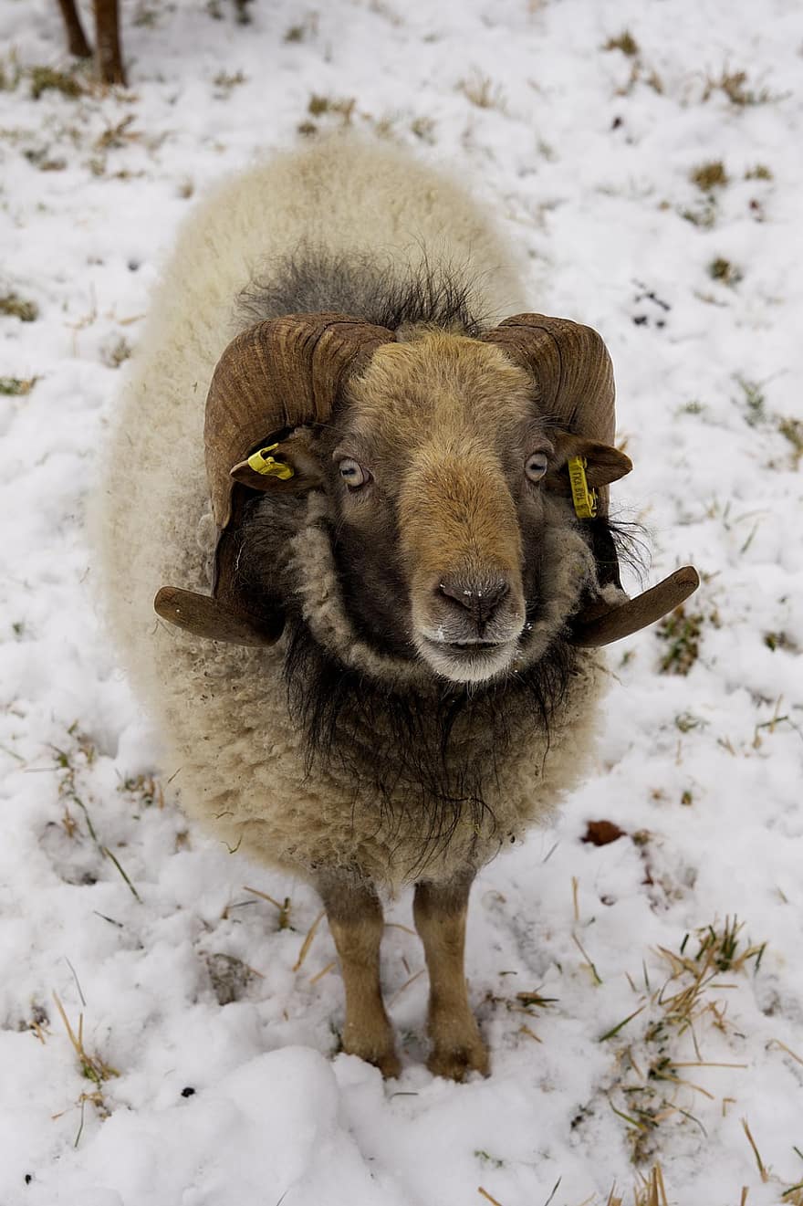 Sheep, Horns, Wool, Lamb, Pasture, Snow, Ice, Aries, Winter, Animal, Wintry