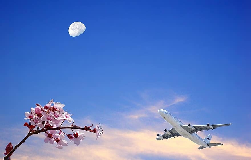 ciel, ciel bleu, des nuages, avion, décoller, voyage, tourisme, arbre, branche de fleur, fleur de pêche, la nature