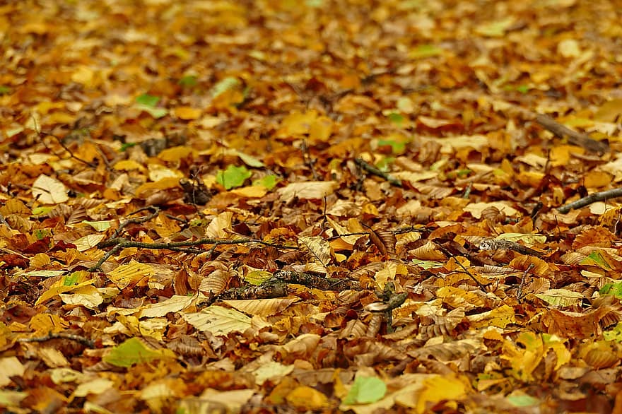 le foglie, fogliame autunnale, foglie cadute, foglie d'autunno, foglie secche, colori autunnali, foresta, natura