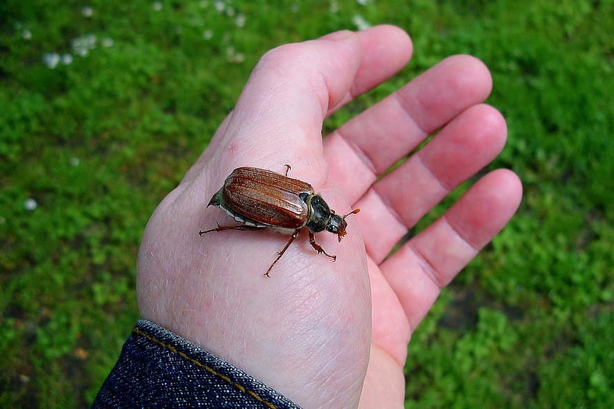 Cockchafer, Field Cockchafer, Aphid, Insect, Entomology, Beetle, Nature, Melolontha, Biology, Fauna, Spring