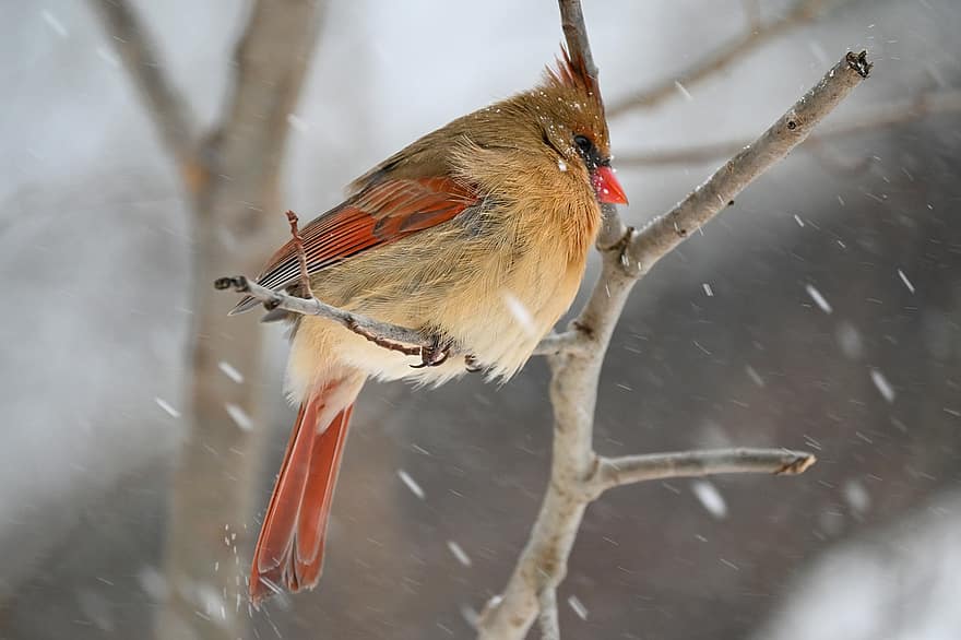 кардинал, женска птица, птица, зима, сняг, пера, животно, животни в дивата природа, клюн, перце, клон