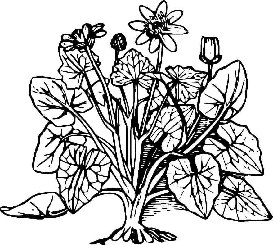 Blume, Pflanze, Blatt, Wurzel, Frühling, Sommer-, Gliederung, schwarz, Weiß, Natur, draussen