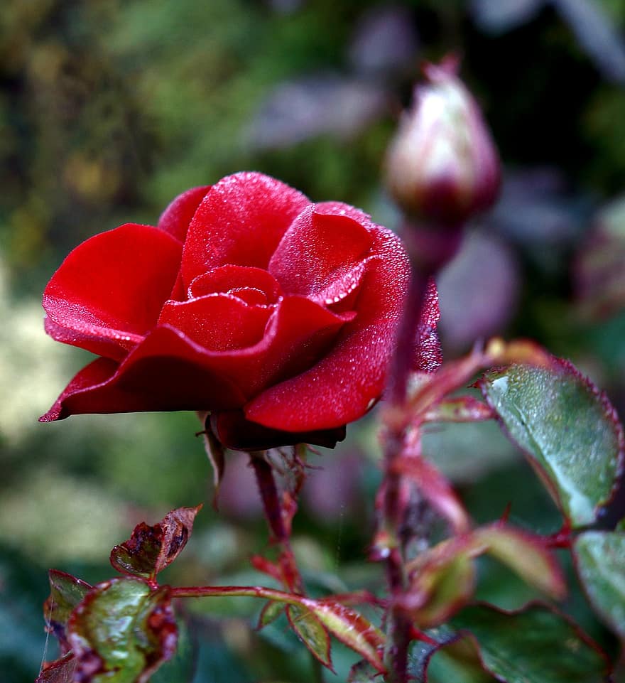 fiore rosso, rosa rossa, rosa, fiore, fioritura, mazzo, giardino, natura, botanica, macro, foglia