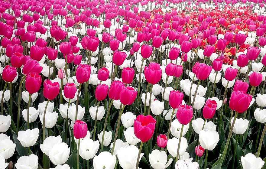 fiori, tulipani, fioritura, fiorire, botanica, pianta, crescita, campo, natura, di stagione, tulipano