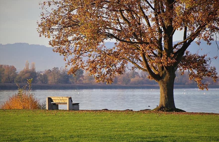 strom, lavice, jezero, park, konary, listy, klid, banka, poboček, podzim, podzimní listí