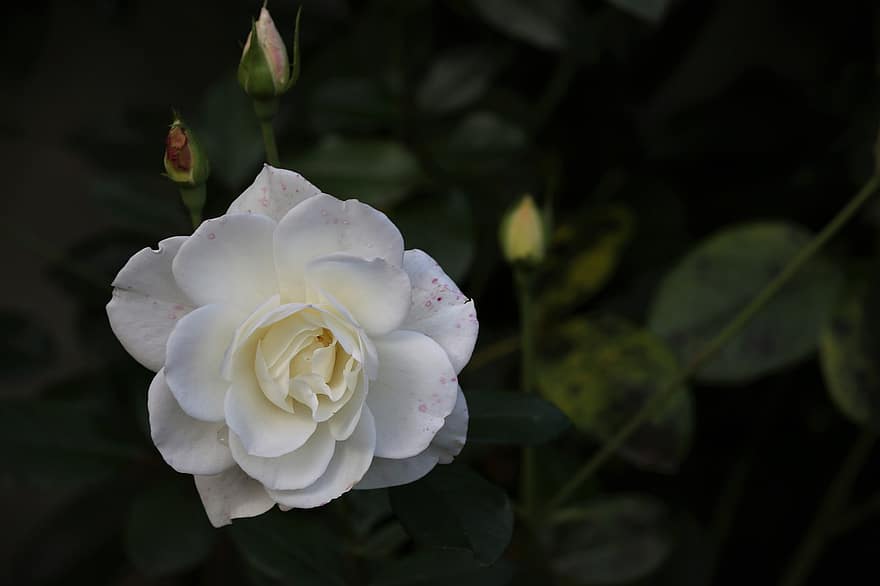троянда, квітка, Біла троянда, бутони, цвітіння троянди, пелюстки, пелюстки троянд, цвітіння, флора