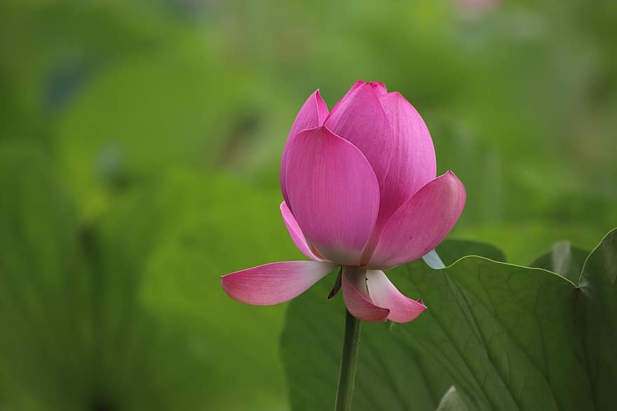 lotus, çiçek, bitki, yaprakları, Nilüfer, Çiçek açmak, çiçeklenme, suda yaşayan bitki, bitki örtüsü, gölet, doğa