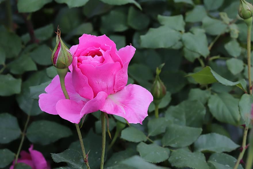 Rose, Flower, Spring, Plant, Bud, Pink Rose, Pink Flower, Bloom, Spring Flower, Garden, Nature
