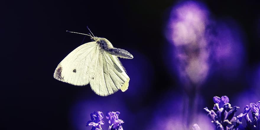 motýl, hmyz, květiny, mol, velká bílá, pieridae, křídla, let, rostlina, Příroda, detail
