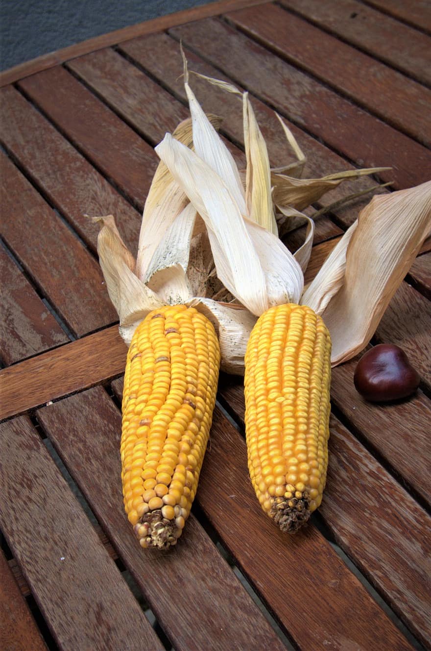 mazorcas de maíz, maíz, vegetales, otoño