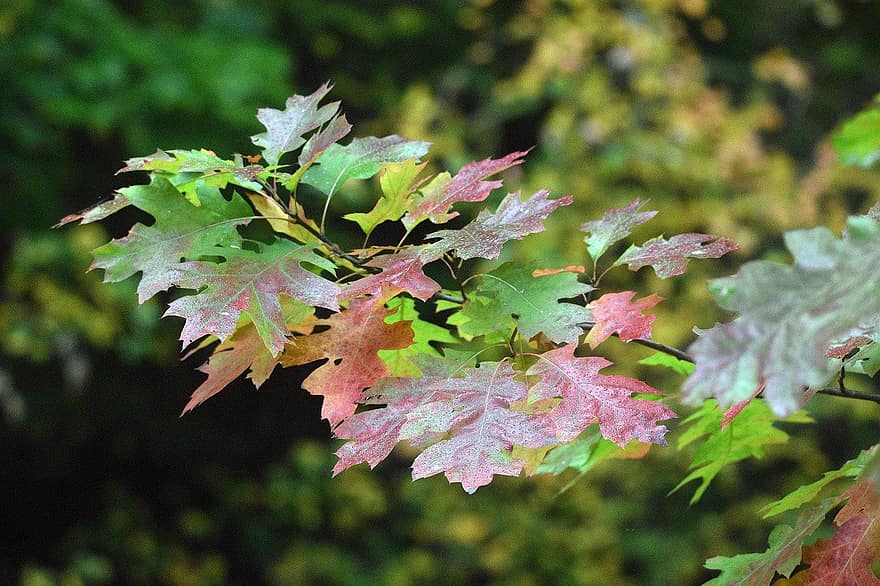 Daun-daun, hutan, alam, daun, musim gugur, multi-warna, di luar rumah, musim, kuning, pohon, warna cerah