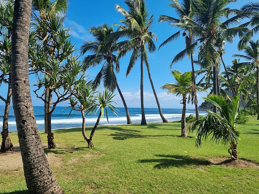 kokospalmer, tropisk, ö, natur, strand, hav, landskap, himmel, sommar, träd, palmträd