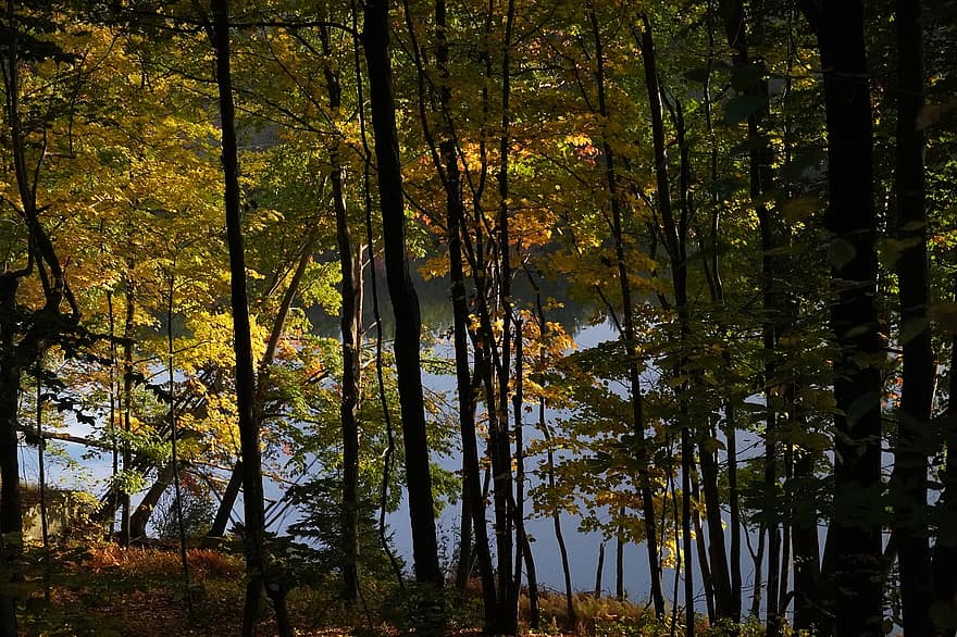 stromy, Příroda, jezero, podzim, u vody
