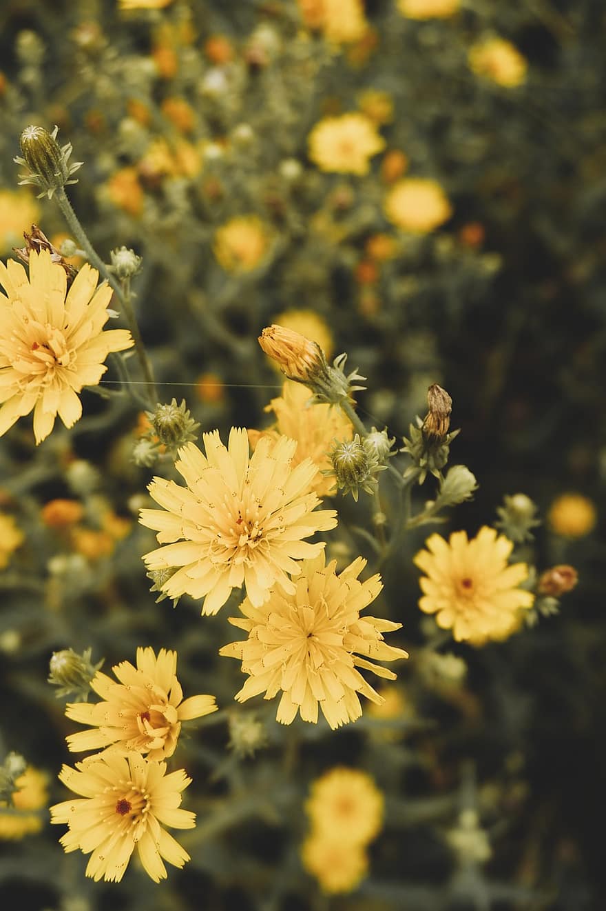 żółty, kwiaty, płatki, żółte kwiaty, żółte płatki, rozkwiecony, kwitnące, flora, kwiaciarstwo, ogrodnictwo, botanika