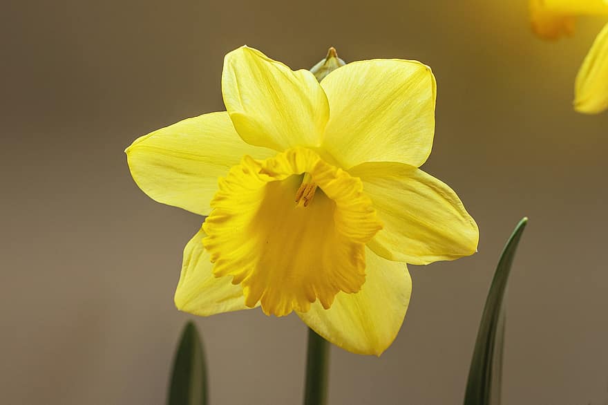 Campana di Pasqua, narciso, fiore, fiorire, fioritura, primavera, giardino, tromba giunchiglia, Pasqua, giallo, avvicinamento