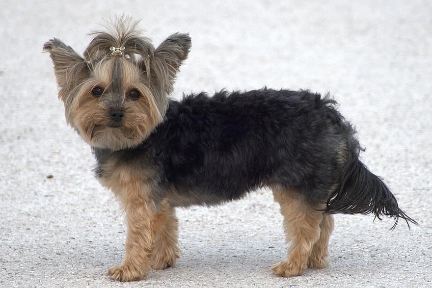 perro, yorkshire terrier, yorkie, al aire libre, mascota, canino, perrito, mascotas, linda, pequeña, perro de raza pura