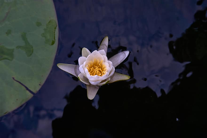 ūdensroze, tumšs ūdens, ūdens, dīķis, lilijas spilventiņi, lotoss, raksturs, zieds, zied