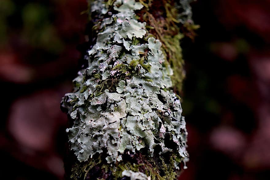 lichen, Couleur gris-bleu, mousse, couleur verte, les plantes, arbre, tronc d'arbre, morte, forêt, la nature