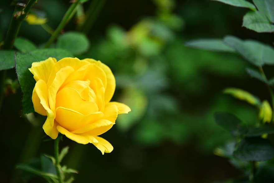 Rose, Blume, Pflanze, gelbe Blume, Blütenblätter, blühen, Flora, Natur, Blatt, Blütenblatt, Nahansicht