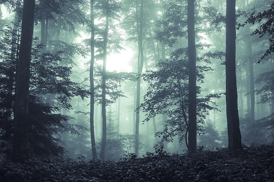 Форест, мъгла, мъглявина, дървета, природа, гори, зелен, панорамен, листа
