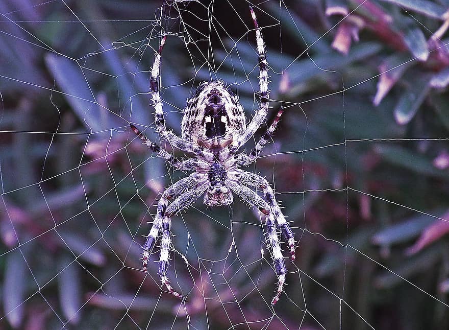 örümcek, eklembacaklılardan, örümcek ağı, ağ, küre, dokumacı, böcek, Arachnophobia, doğa, yaban hayatı, hayvan dünyası
