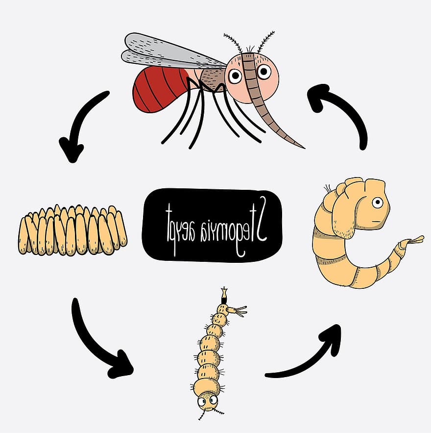 蚊、寄生虫、デング熱、刺す、感染、医学、疾患、ウイルス、感染性、流行、昆虫